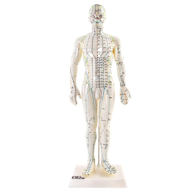 66fit Male Acupuncture Model - 50cm