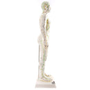 66fit Male Acupuncture Model - 50cm