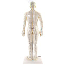 66fit Male Acupuncture Model - 50cm