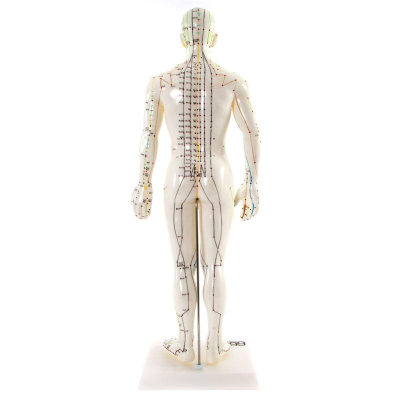 66fit Male Acupuncture Model - 50cm