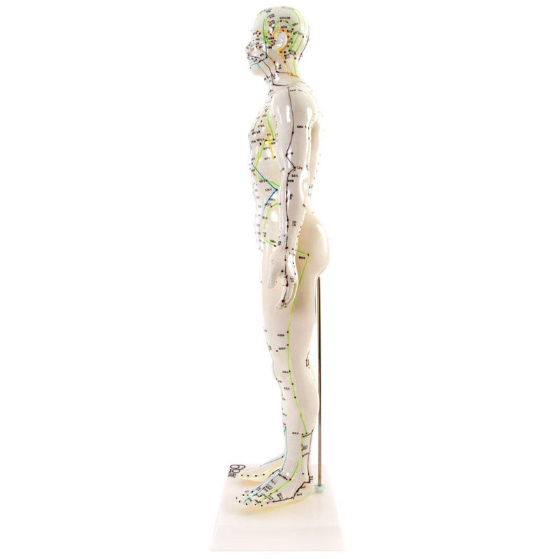 66fit Male Acupuncture Model - 50cm