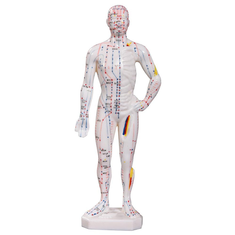 66fit Acupuncture Male Model - 26cm