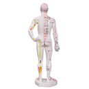 66fit Acupuncture Male Model - 26cm