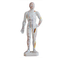66fit Male Acupuncture Model - 26cm