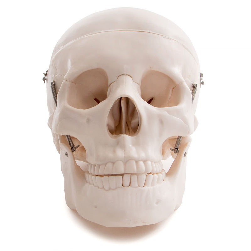 66fit Life Size Human Skull Anatomical Model