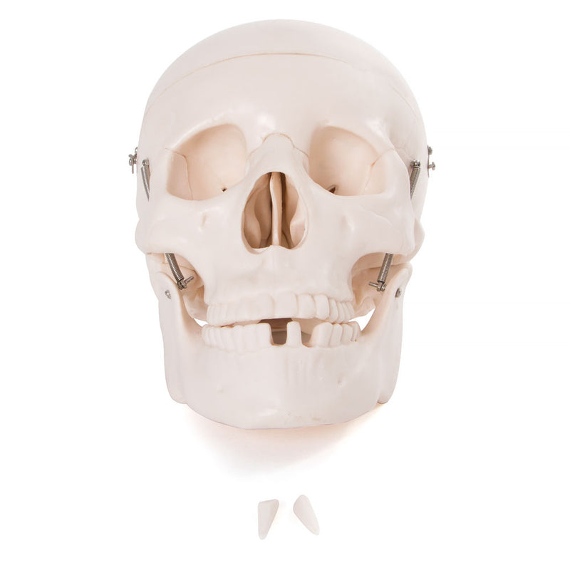 66fit Life Size Human Skull Anatomical Model