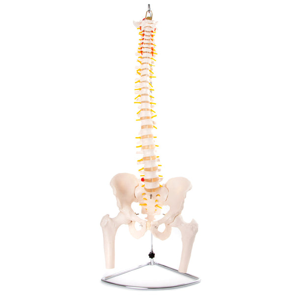 66fit Anatomical Flexible Vertebral Column With Pelvis & Femur Heads