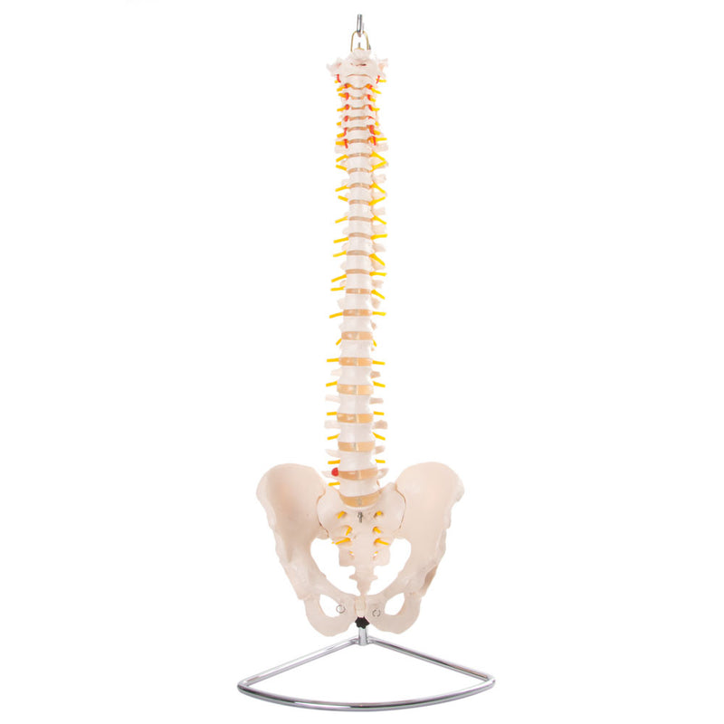 66fit Anatomical Flexible Vertebral Column With Pelvis
