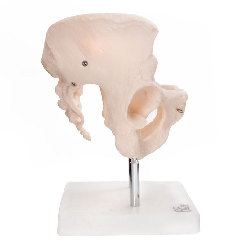 66fit Female Pelvis Anatomical Model