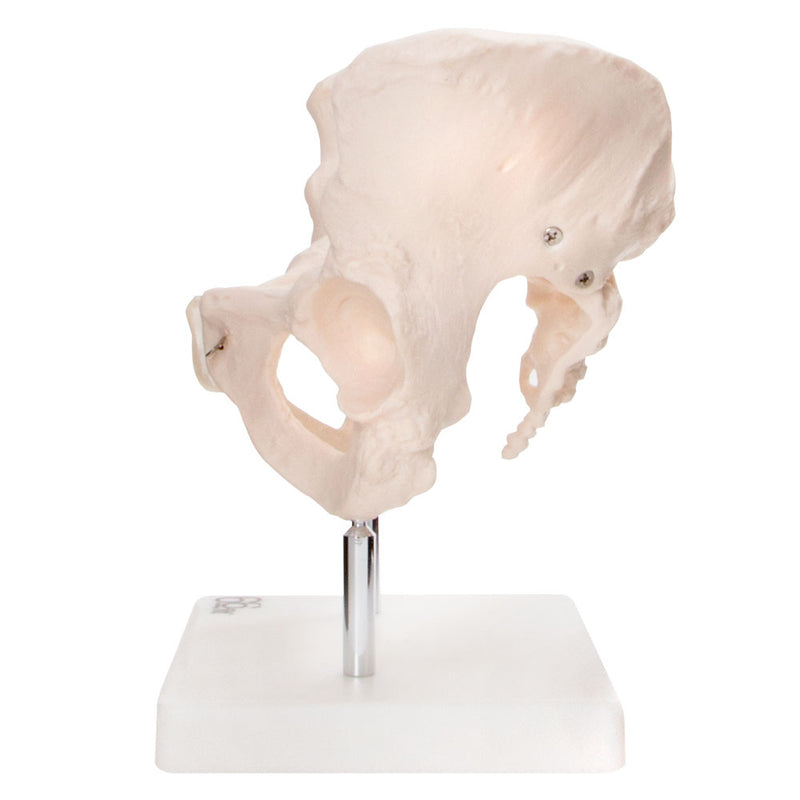 66fit Female Pelvis Anatomical Model