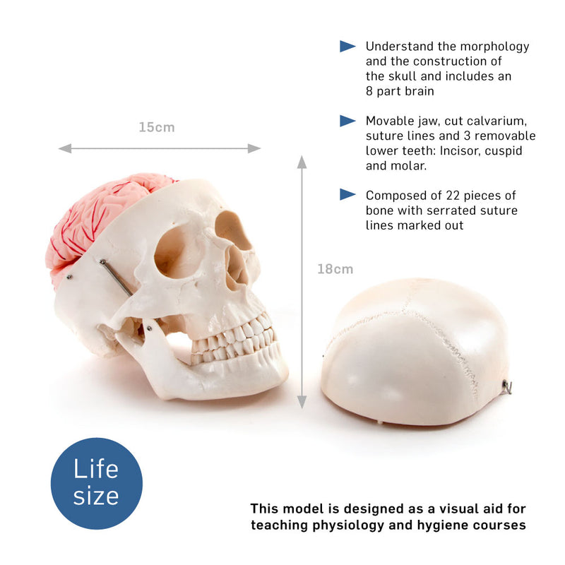 66fit Deluxe Life Size Human Skull with 8 Part Brain Anatomical Model
