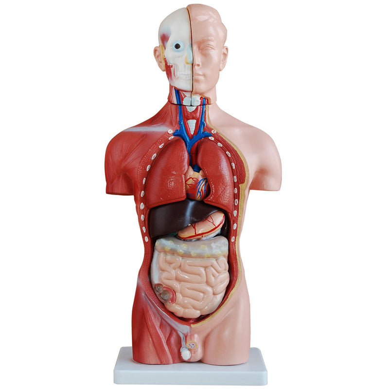 66fit Male Torso Anatomical Model - 13 parts - 42cm