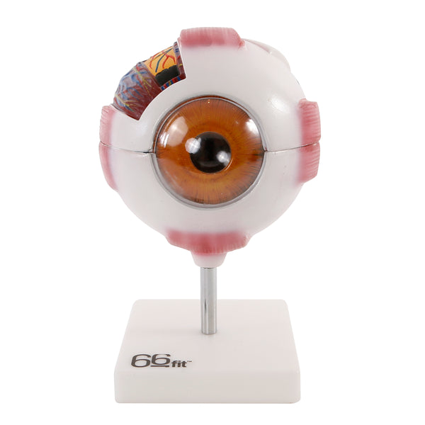 66fit Giant Eye Model - White