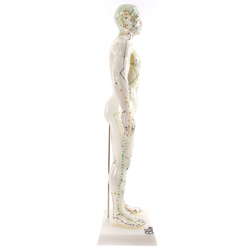 66fit Male Acupuncture Model - 50cm