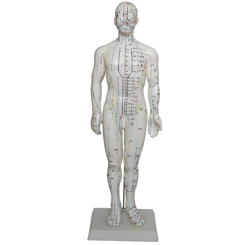 66fit Male Acupuncture Model - 50cm