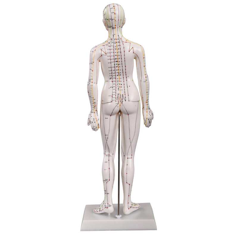 66fit Acupuncture Female Model - 48cm