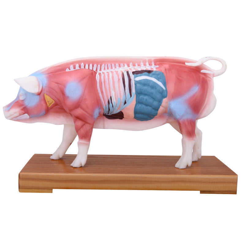 66fit Pig Acupuncture Model