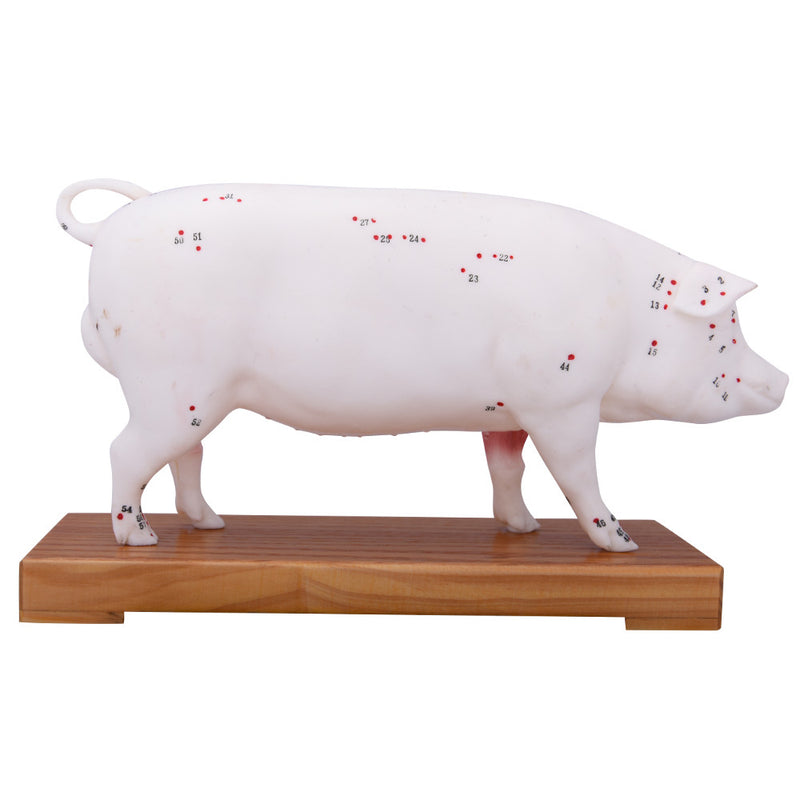 66fit Pig Acupuncture Model