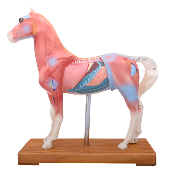 66fit Horse Acupuncture Model
