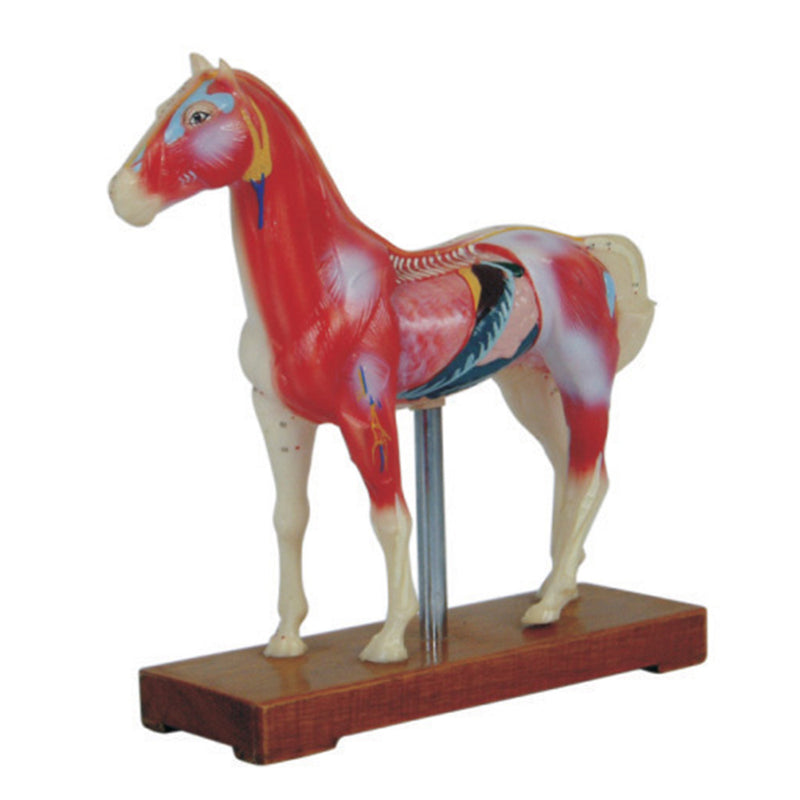 66fit Horse Acupuncture Model