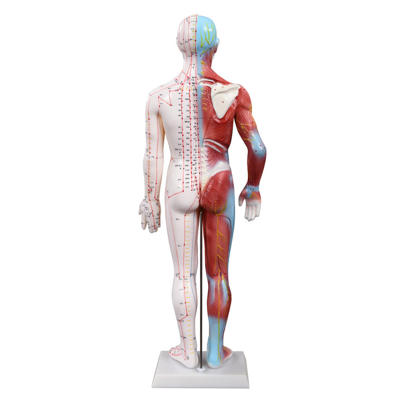 66fit Acupuncture and Muscle Male Model - 60cm