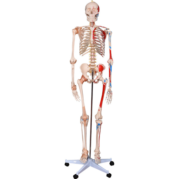 66fit Human Skeleton with Numbered Muscles and Ligaments - 180cm Tall