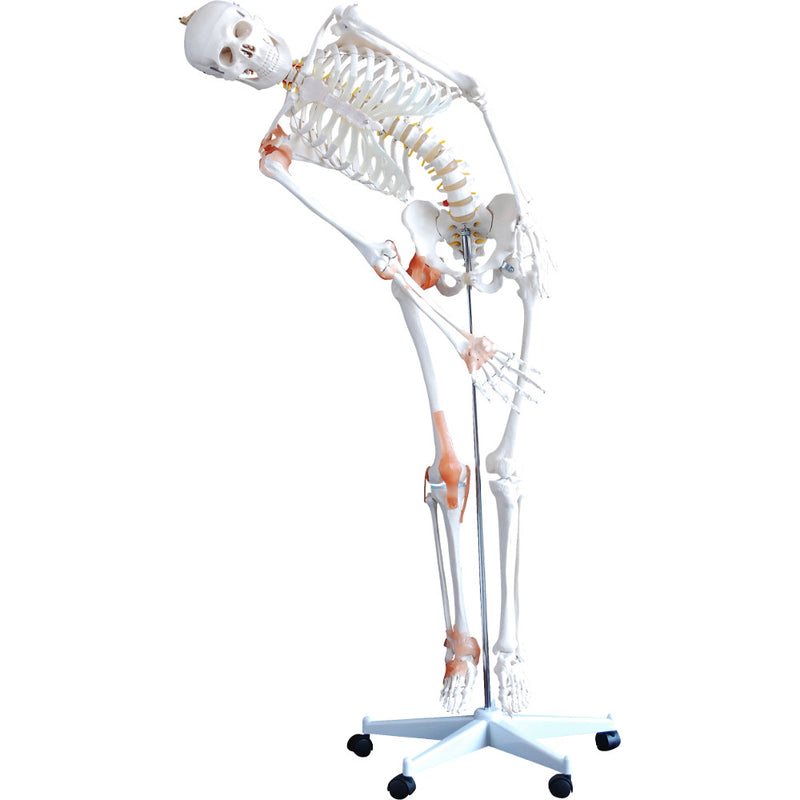66fit Human Flexible Skeleton with Ligaments- 180cm
