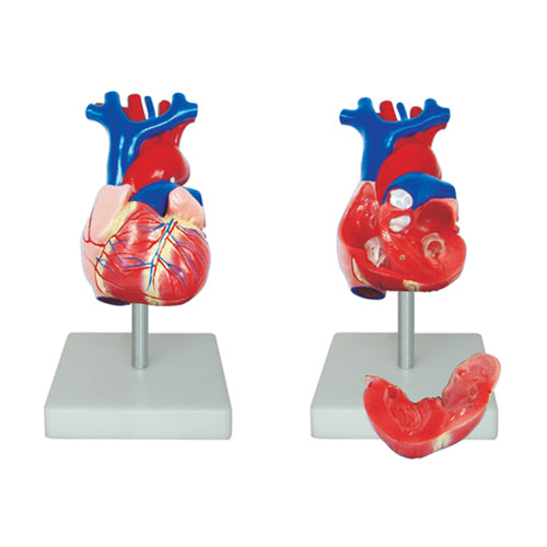66fit Life Size Heart Model