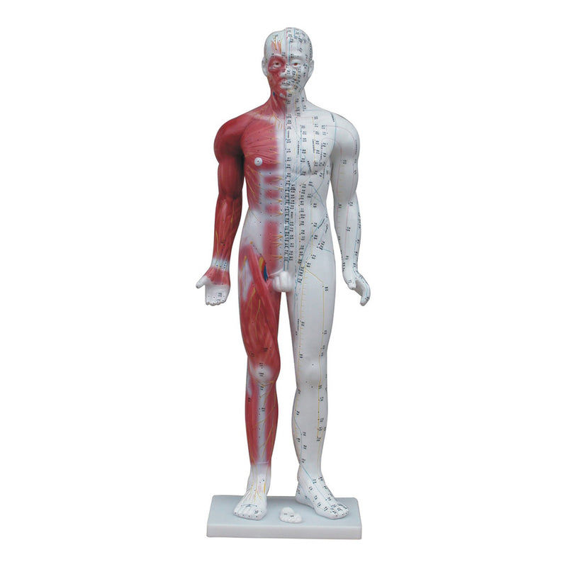 66fit Deluxe Acupuncture Male Model - 84cm